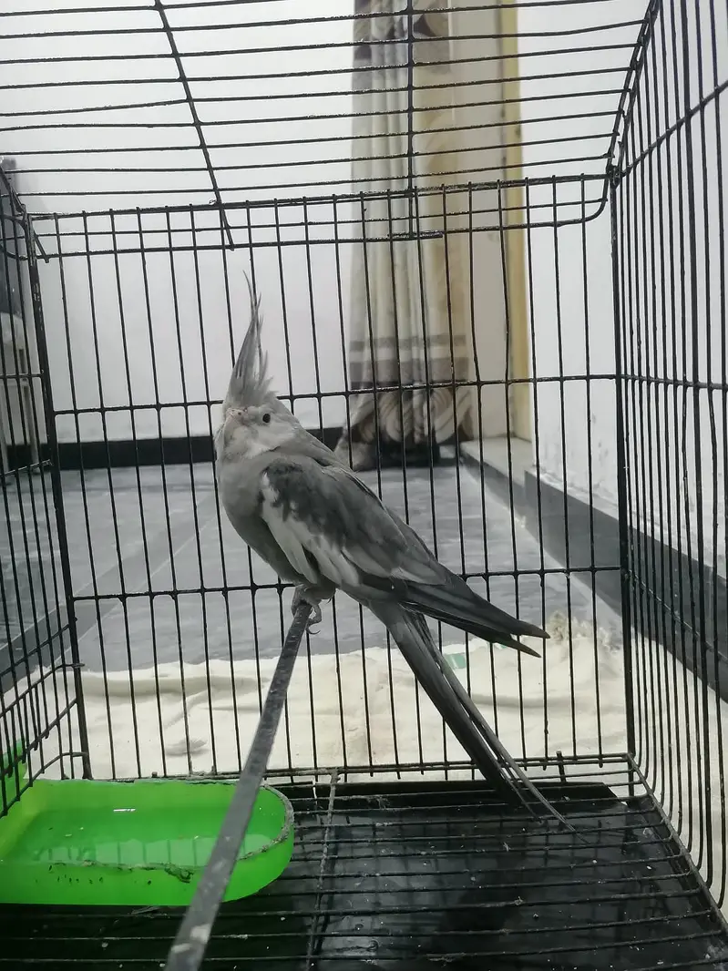 Grey & White Cockatiel Male — photo 2