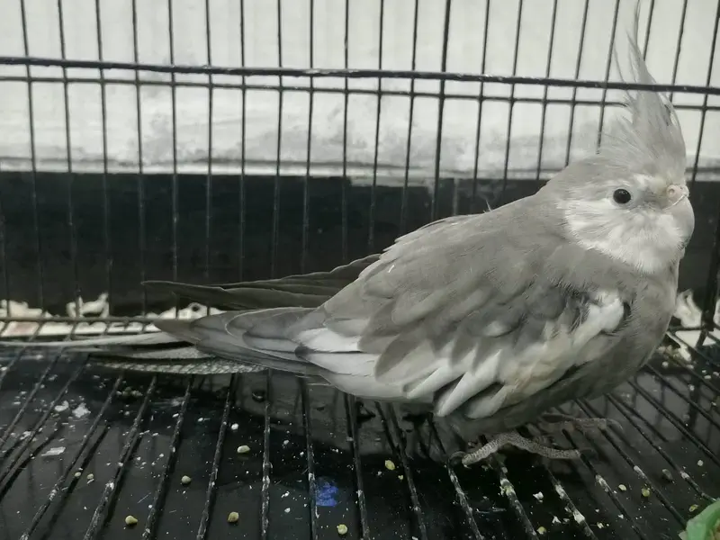 Grey & White Cockatiel Male — photo 3