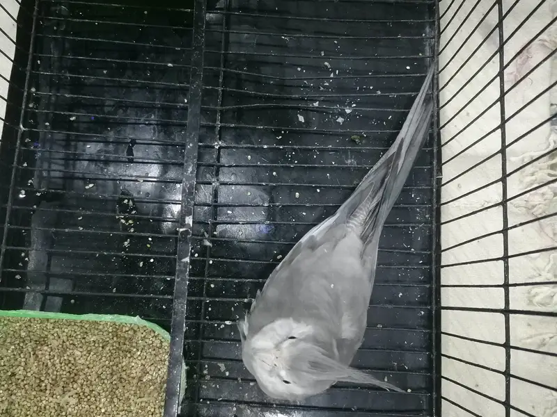Grey & White Cockatiel Male — photo 4