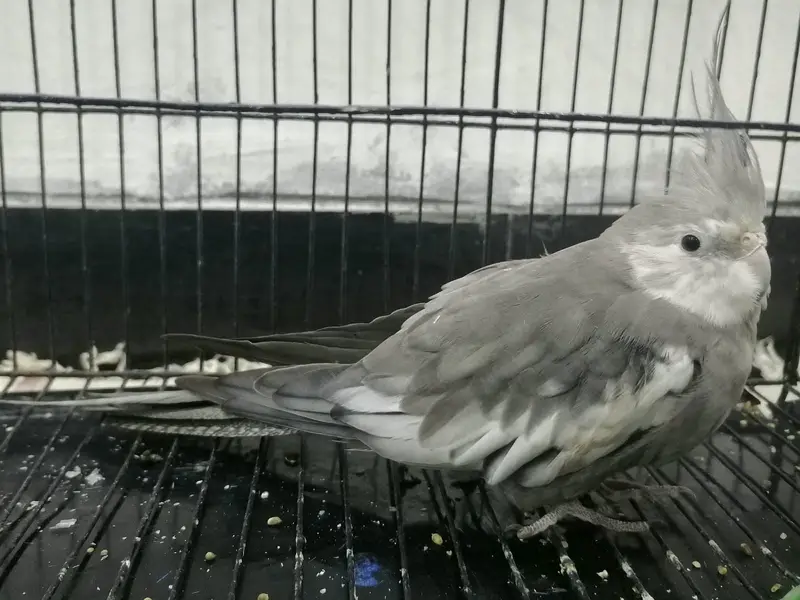 Grey & White Cockatiel Male — photo 5