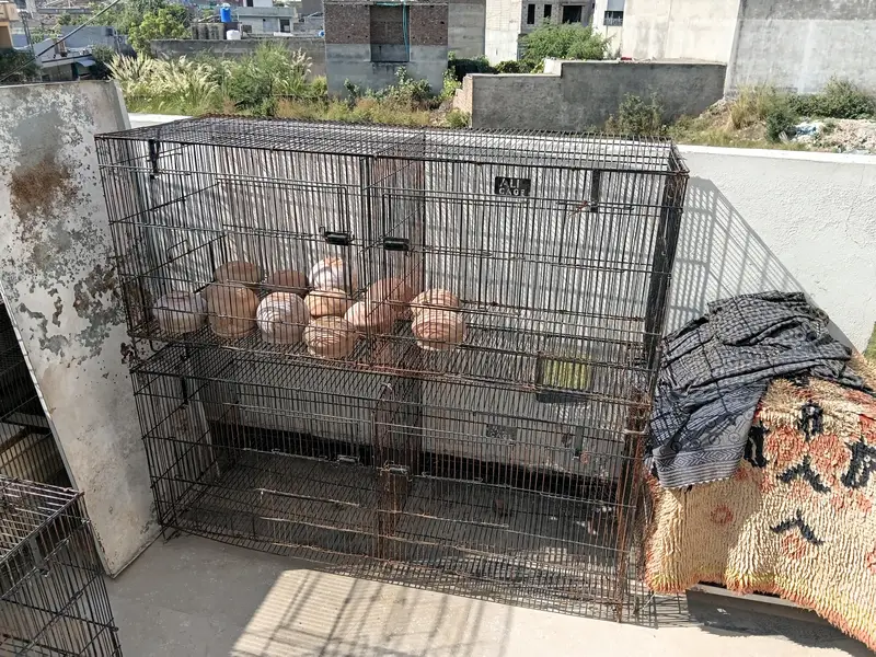 cages for birds hen rabbits and small animals — photo 5
