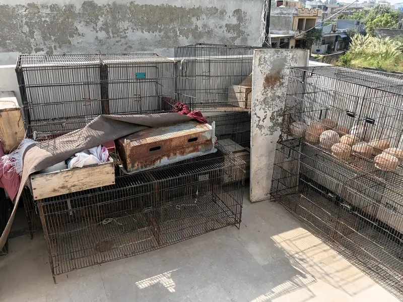 cages for birds hen rabbits and small animals — photo 6