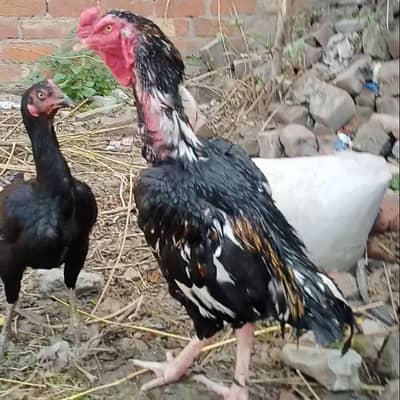 outclass male and female available interested people contact