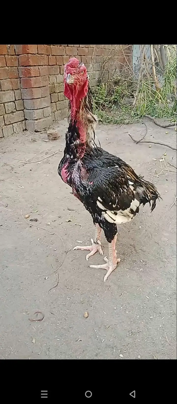 outclass male &female available interested people contact 03206914962 — photo 2