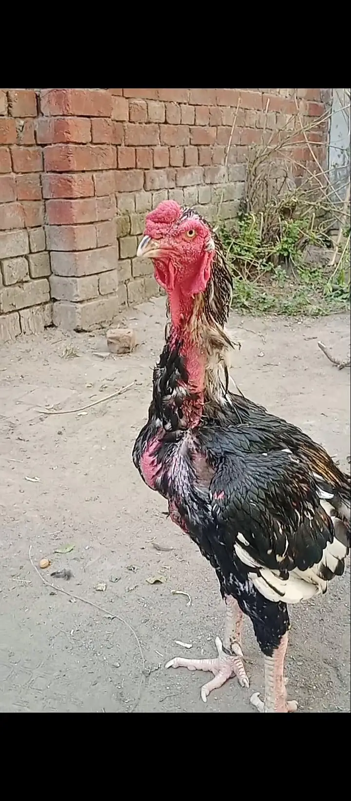 outclass male &female available interested people contact 03206914962 — photo 3