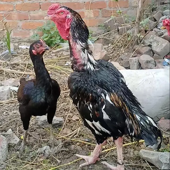 outclass male &female available interested people contact 03206914962 — photo 4