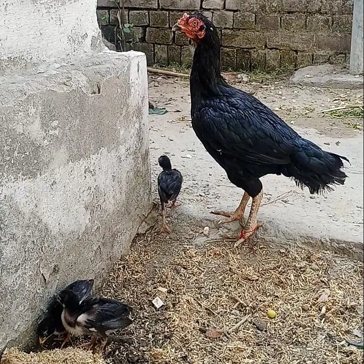 outclass male &female available interested people contact 03206914962 — photo 5
