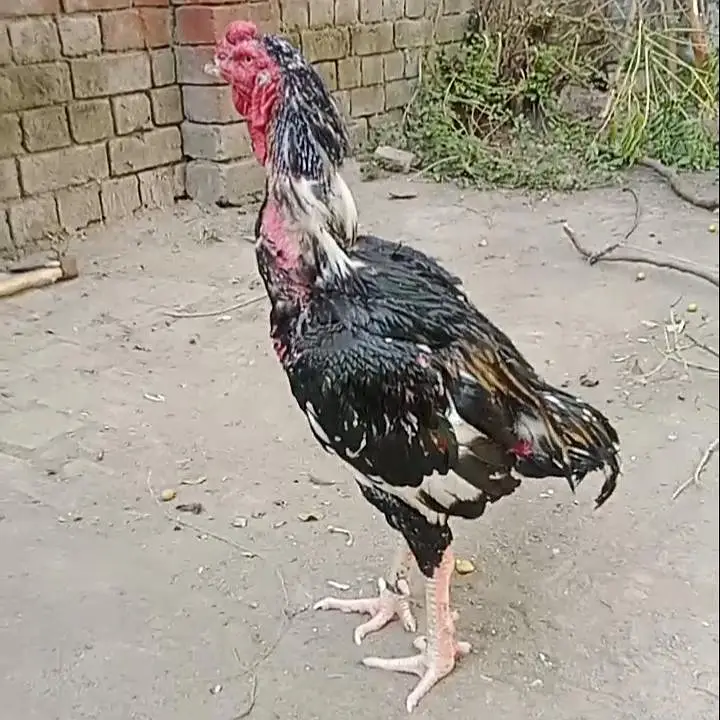 outclass male &female available interested people contact 03206914962 — photo 6