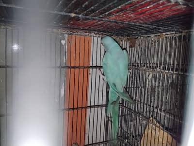 Blue RingNeck Breeder Female
