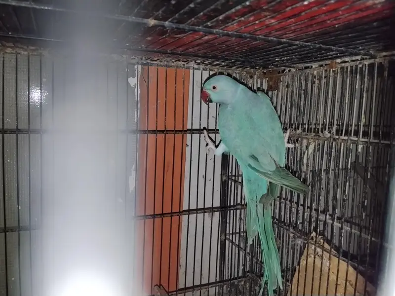 Blue RingNeck Breeder Female — photo 2