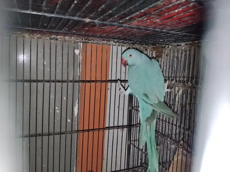 Blue RingNeck Breeder Female — photo 4