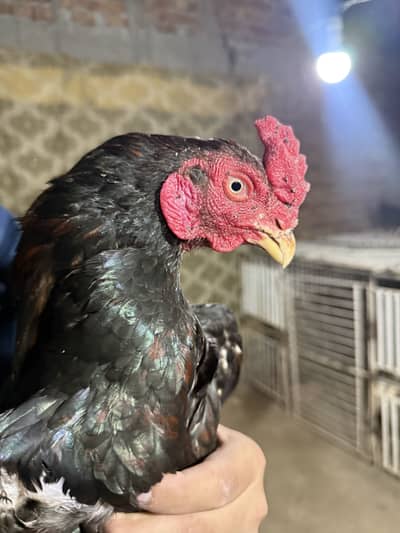 Lakha Aseel For Sale