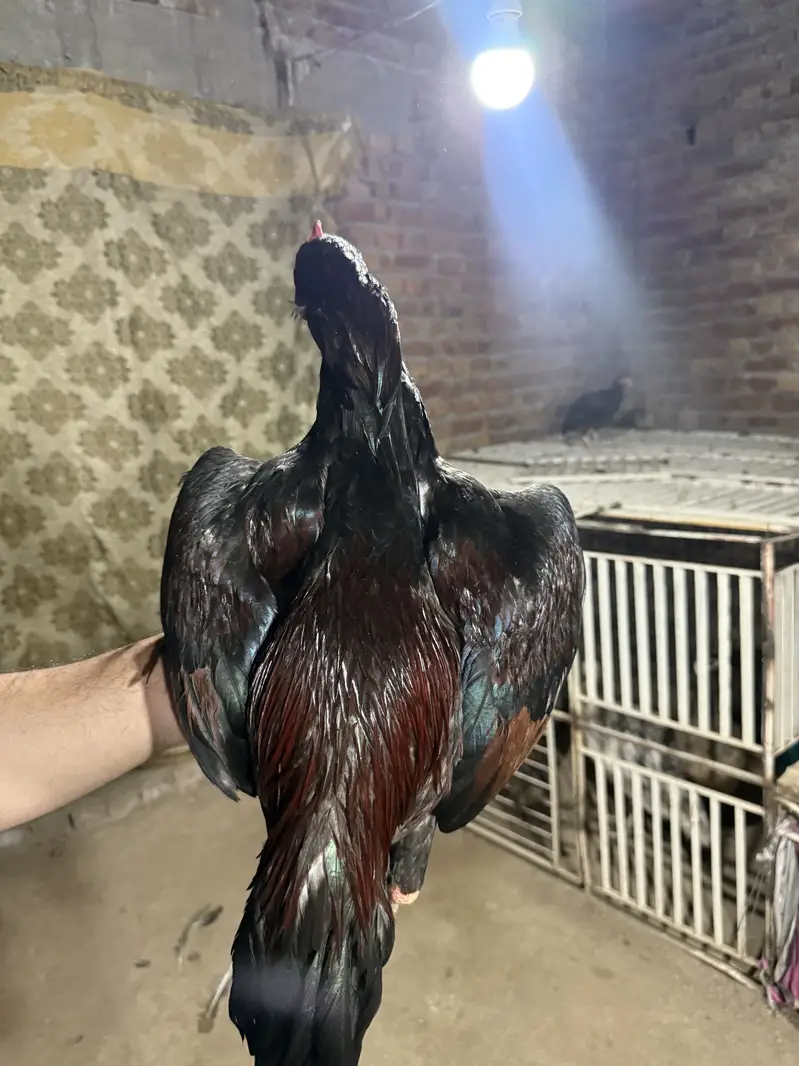 Lakha Aseel For Sale — photo 3