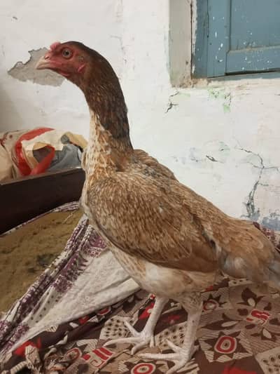 aseel mianwali madi