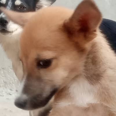 huskey puppies for sale one month age