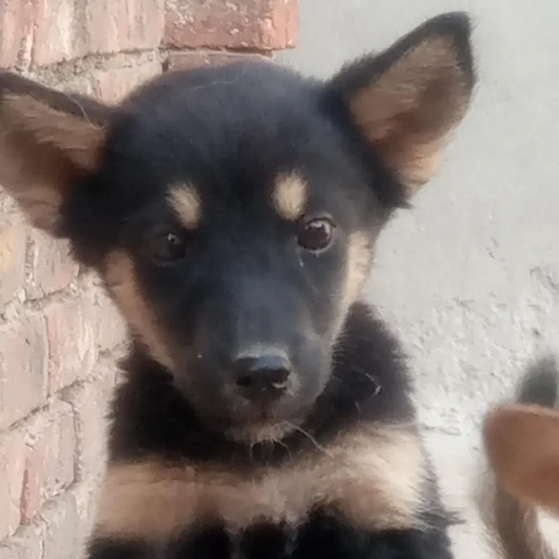huskey puppies for sale one month age — photo 3