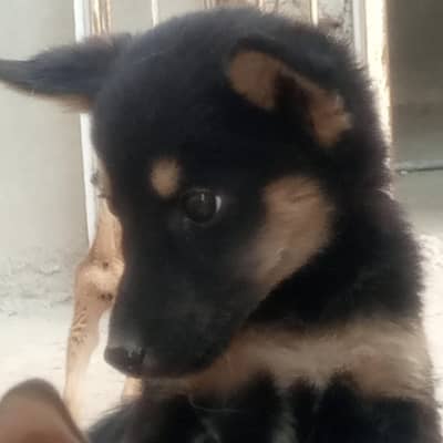 huskey bread  puppies for sale 2 month age long hair dogs