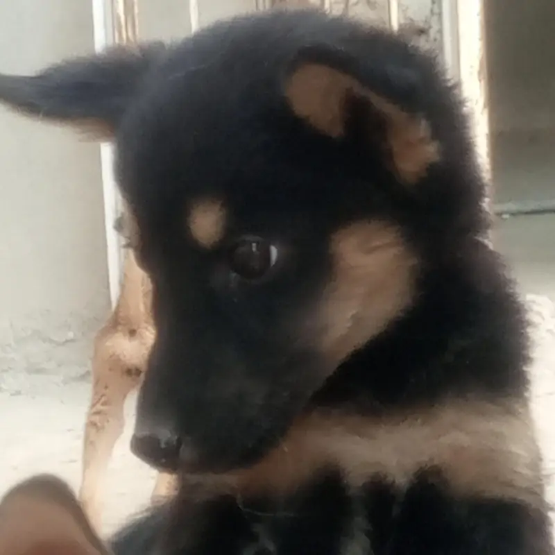 huskey puppies for sale one month age — photo 4