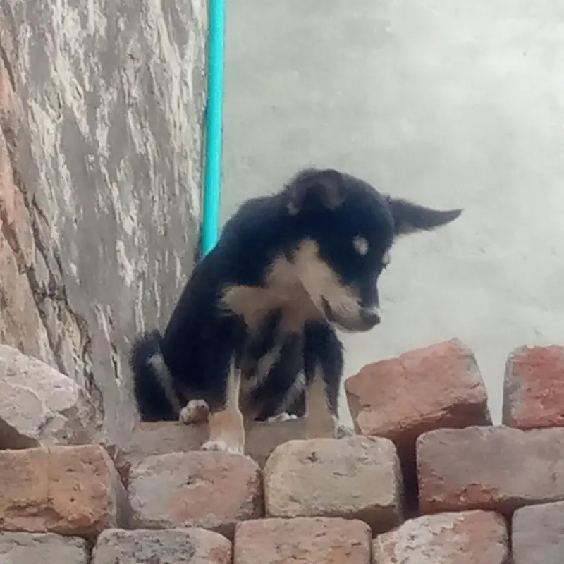 huskey puppies for sale one month age — photo 6