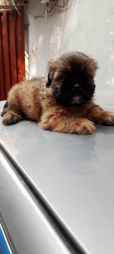 Shihtzu puppies male / female