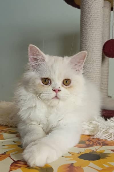 persian triple coat male and female kittens available for sale
