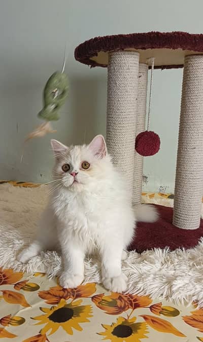 persian triple coat male and female kittens available for sale