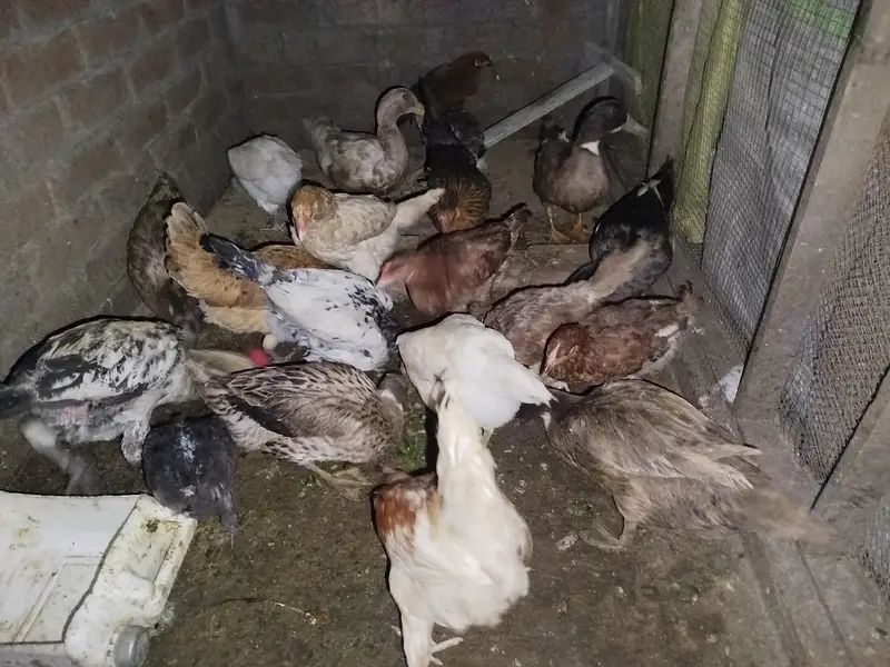 Ghar ki pali ha — photo 6