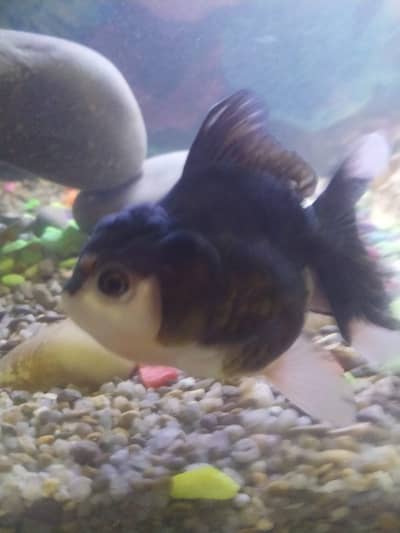 high quality imported goldfish in large size. . . . . . . . . . . . . .