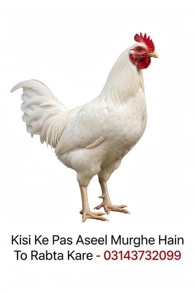 I need a aseel hen