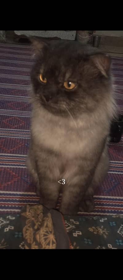 male cat sale