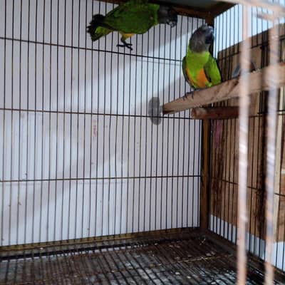 African senegal  breeder pair with DNA for sale 03350763912