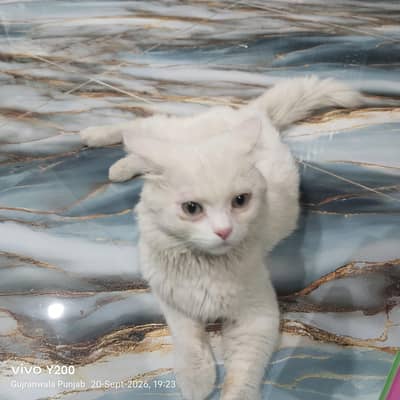 Persian cat