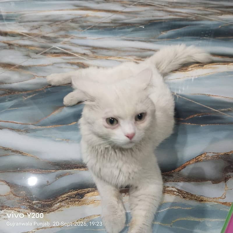 Persian cat 0