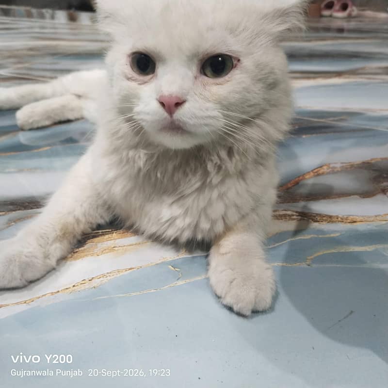 Persian cat 1