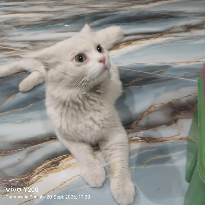 Persian cat 2