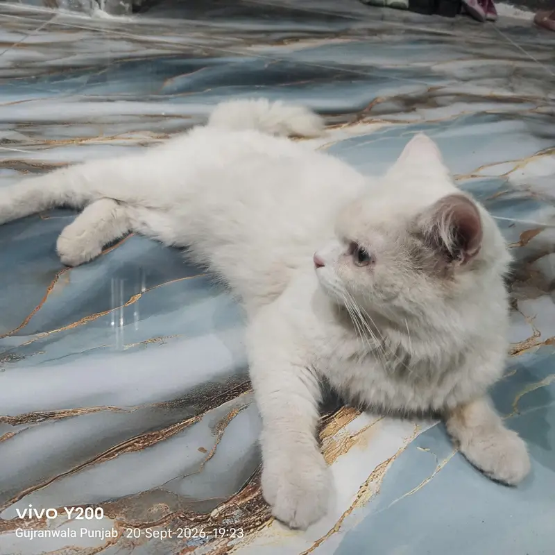 Persian cat — photo 4