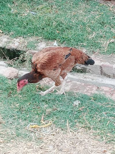 aseel murgia for sell eggs ki guranty