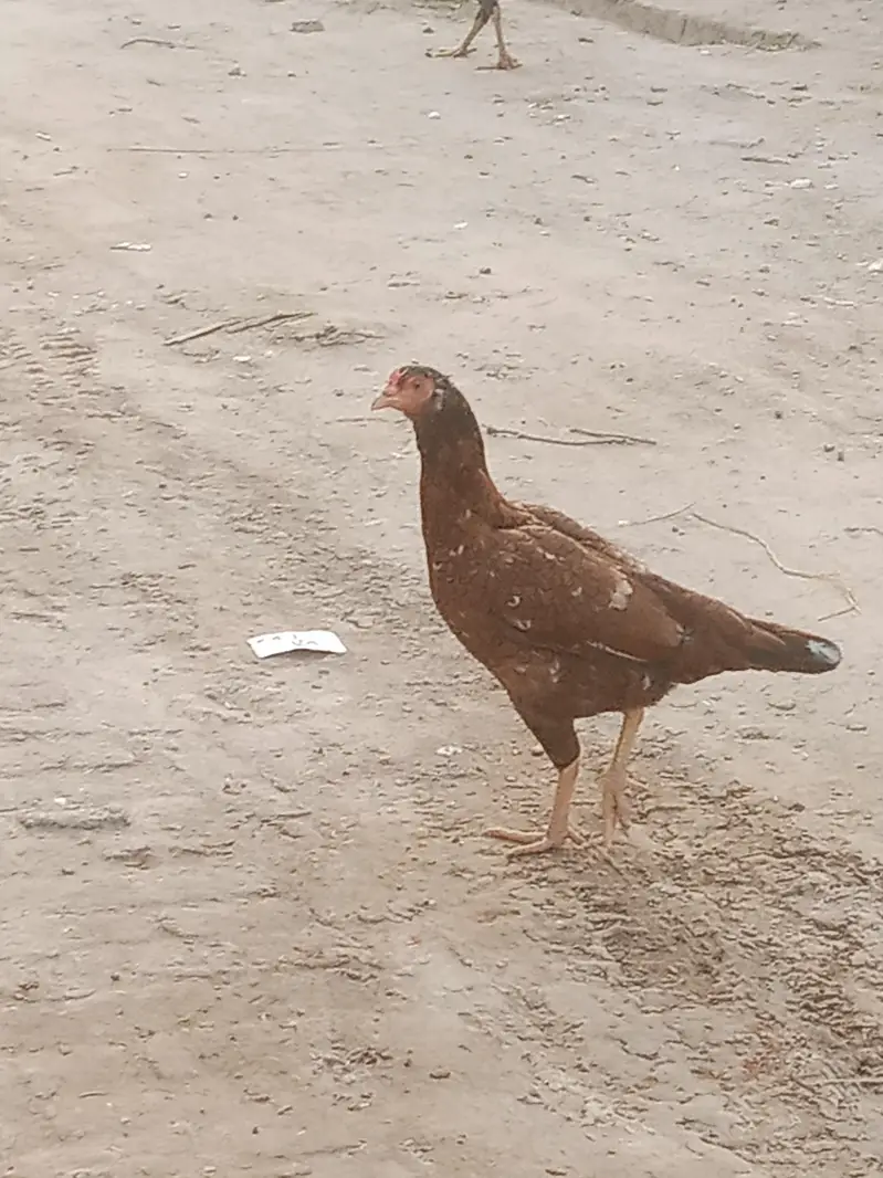 aseel murgia for sell eggs ki guranty — photo 2