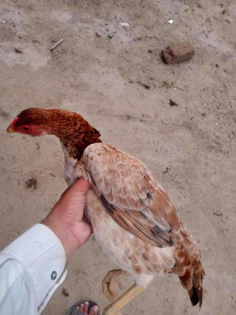 aseel murgia for sell eggs ki guranty — photo 3