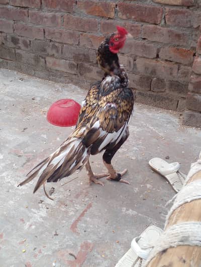 pure aseel Murga for sale 03004921012