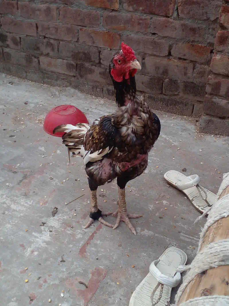 pure aseel Murga for sale 03004921012 — photo 2