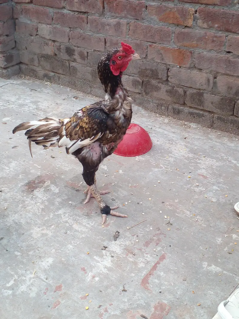 pure aseel Murga for sale 03004921012 — photo 3