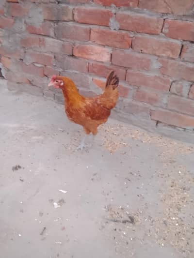 phati murgi for sale