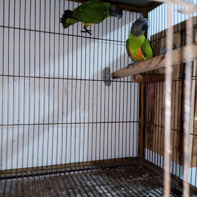 African senegal breeder pair with DNA for sale 03350763912