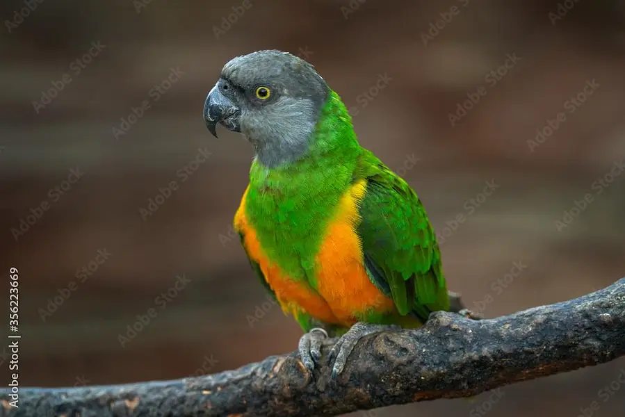 African senegal breeder pair with DNA for sale 03350763912 — photo 2