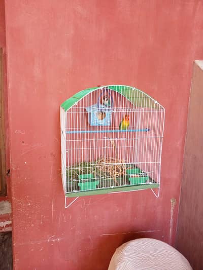 Love Bird breeder pair with new cage