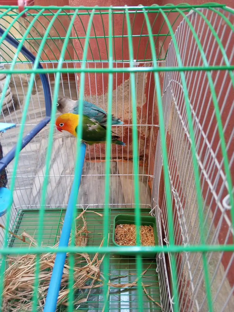 Love Bird breeder pair with new cage — photo 2