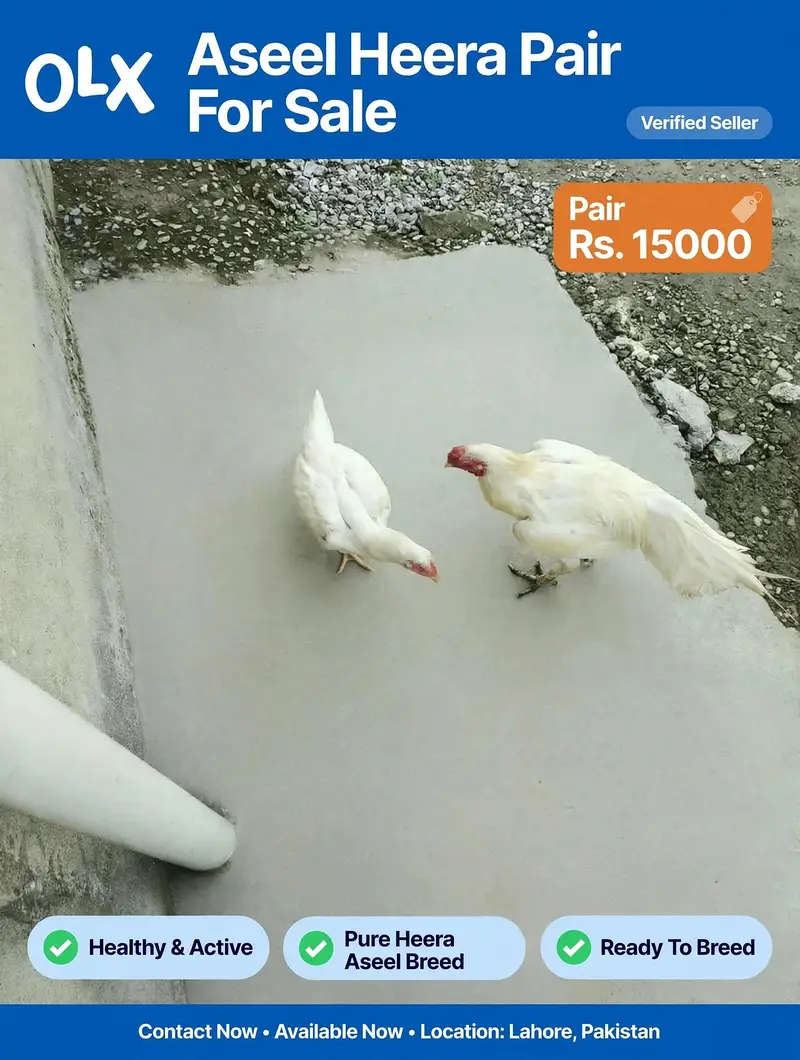 Aseel hera Pair Lasani mianwali Assel For sale — photo 2