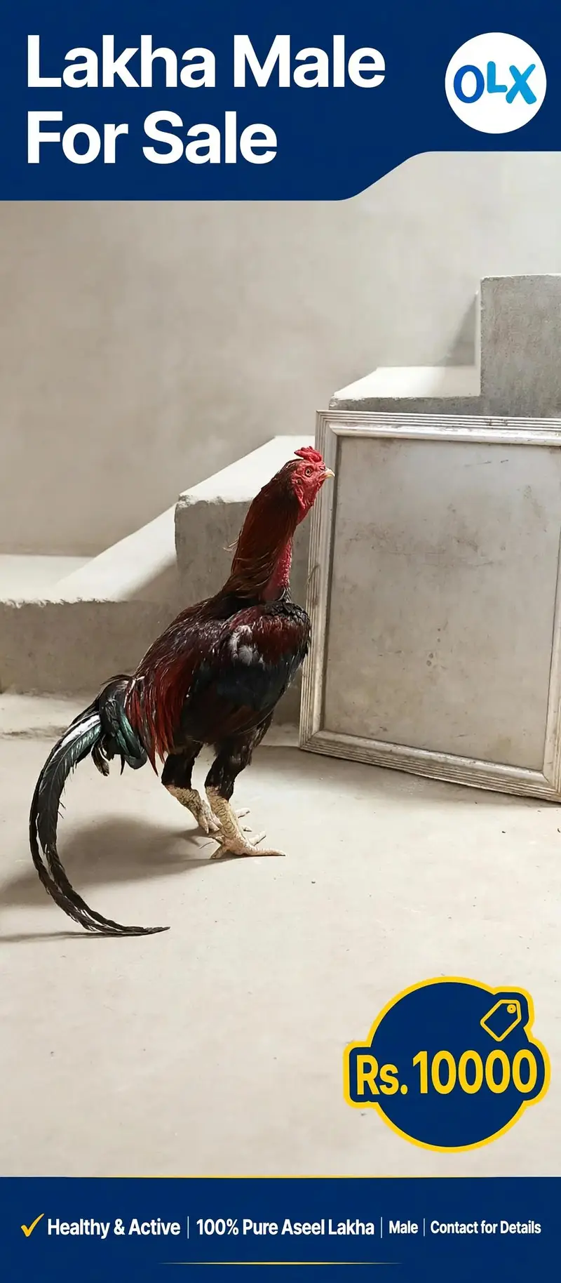 Aseel hera Pair Lasani mianwali Assel For sale — photo 3