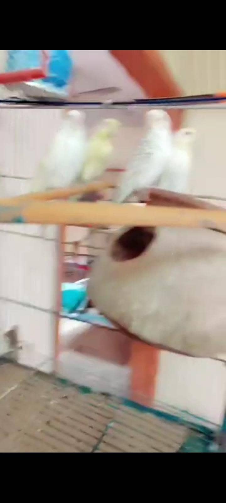 bajry 2